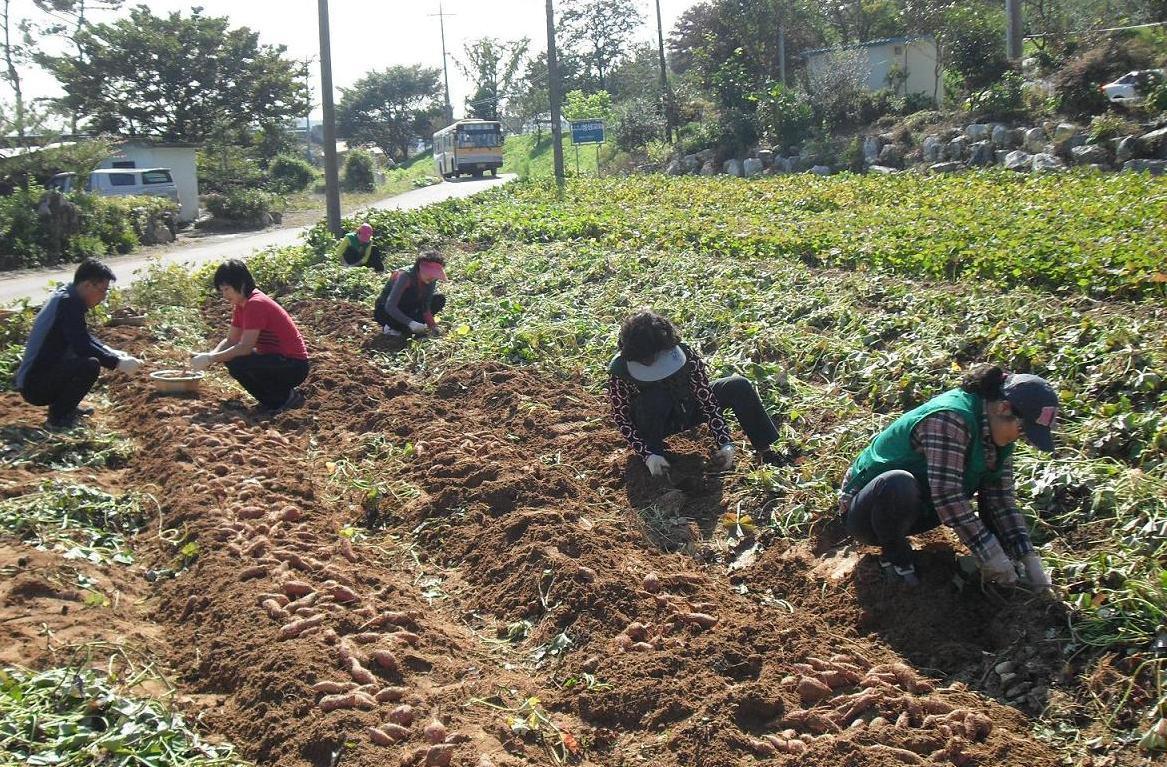 옥련1동 새마을 부녀회, 홀몸 어르신 돕기 고구마 캐기의 1번째 이미지