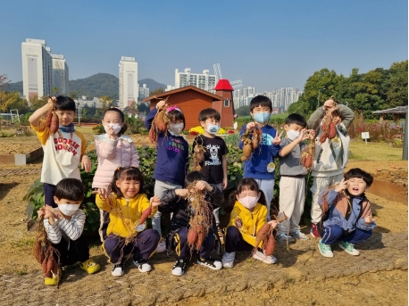 연수구 꼬마 농부, 선학힐링텃밭서 고구마 수확체험