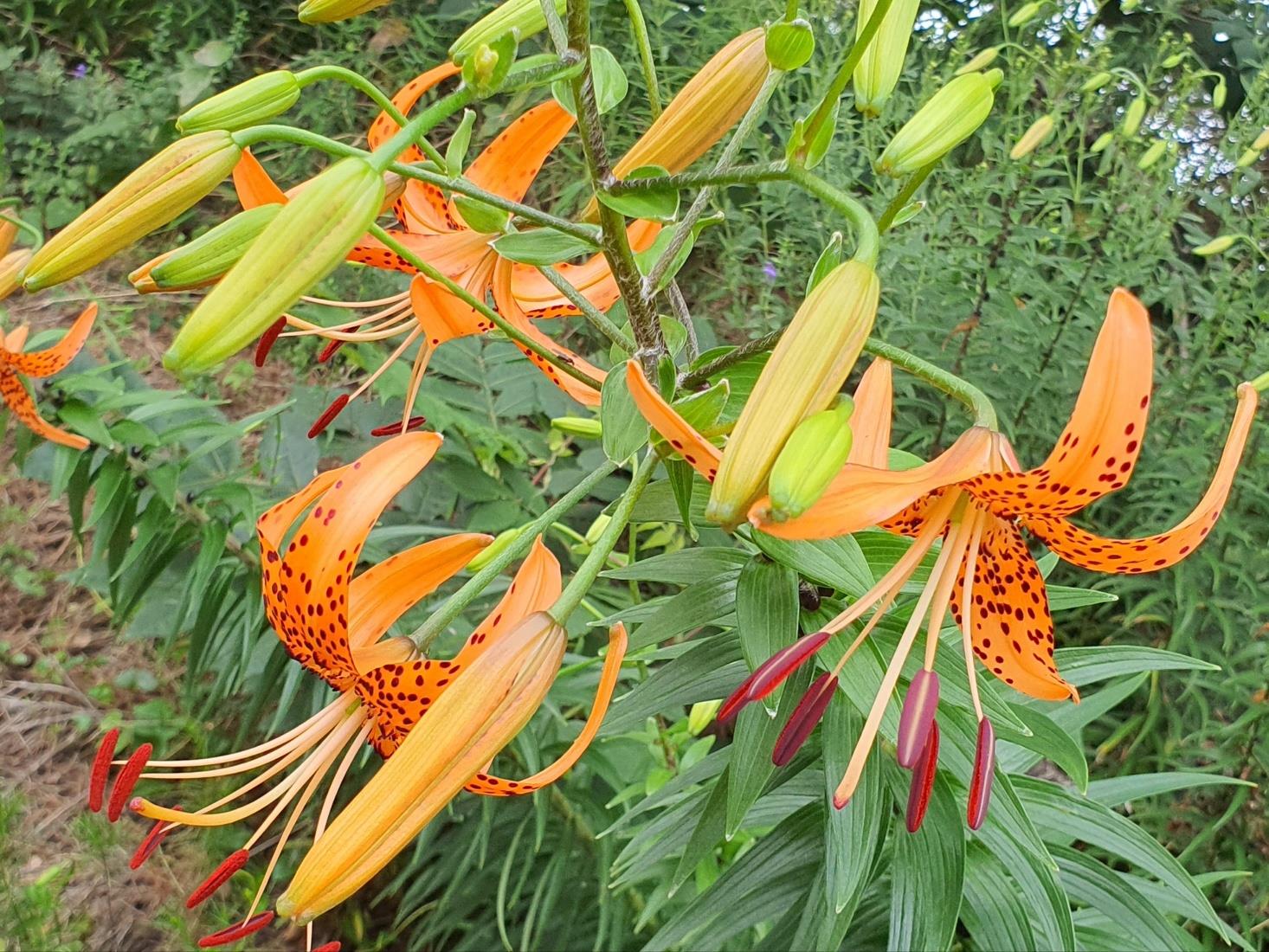 아암도 소식 16-참나리 꽃 피는 아암도에 7월에.오시면의 1번째 이미지